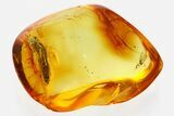 Detailed Fossil Click Beetle (Elateridae) in Baltic Amber #352699-1